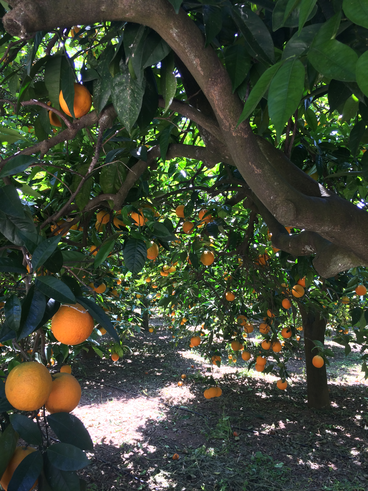 orange grove chania