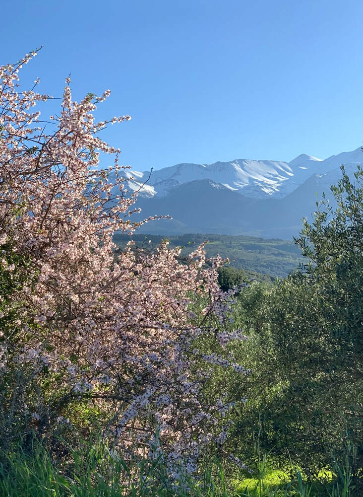 White Mountains with almond blossom in Crete in March
