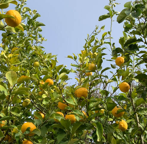 Lemon trees in March on Crete