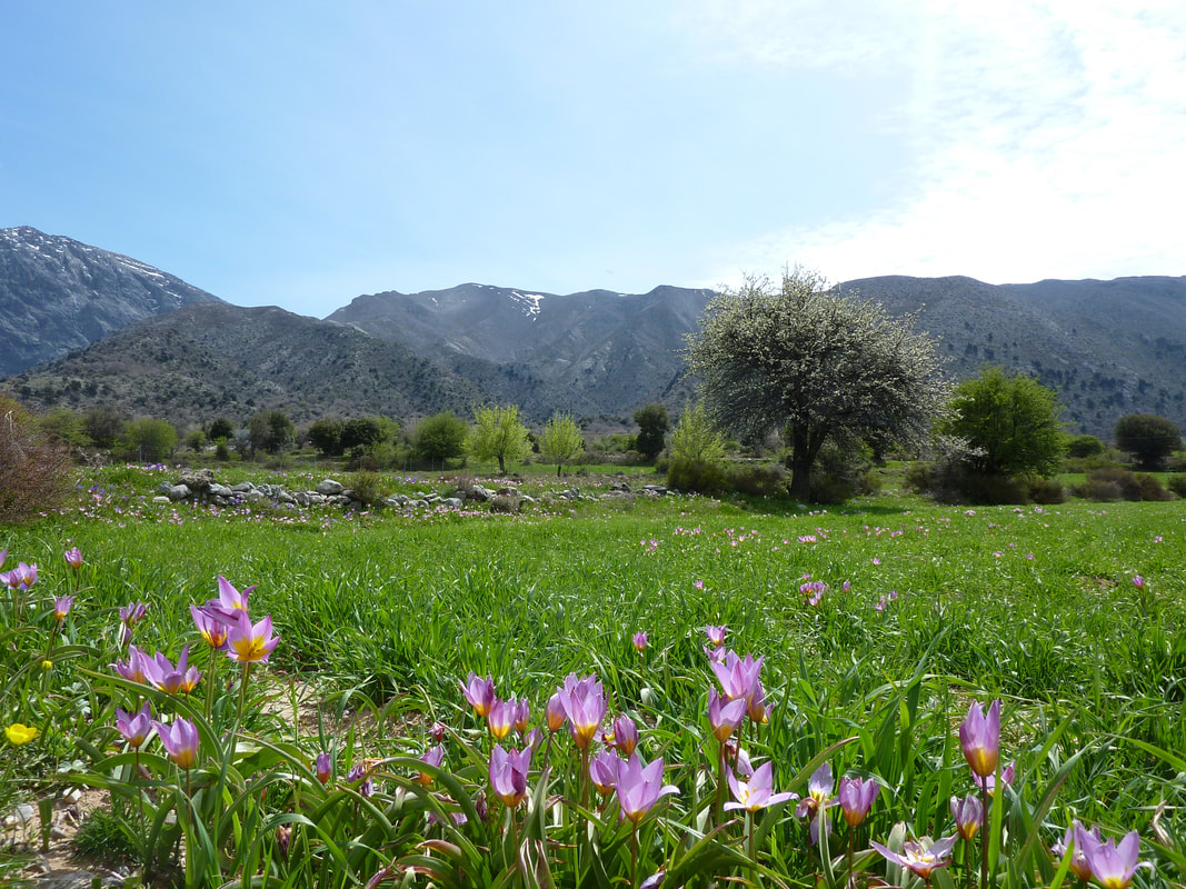 Wild pink tulips on the plain at Omalos, Crete in April 