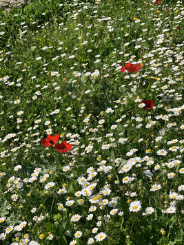 Wild flowers in Crete with daisies and red poppies in Spring